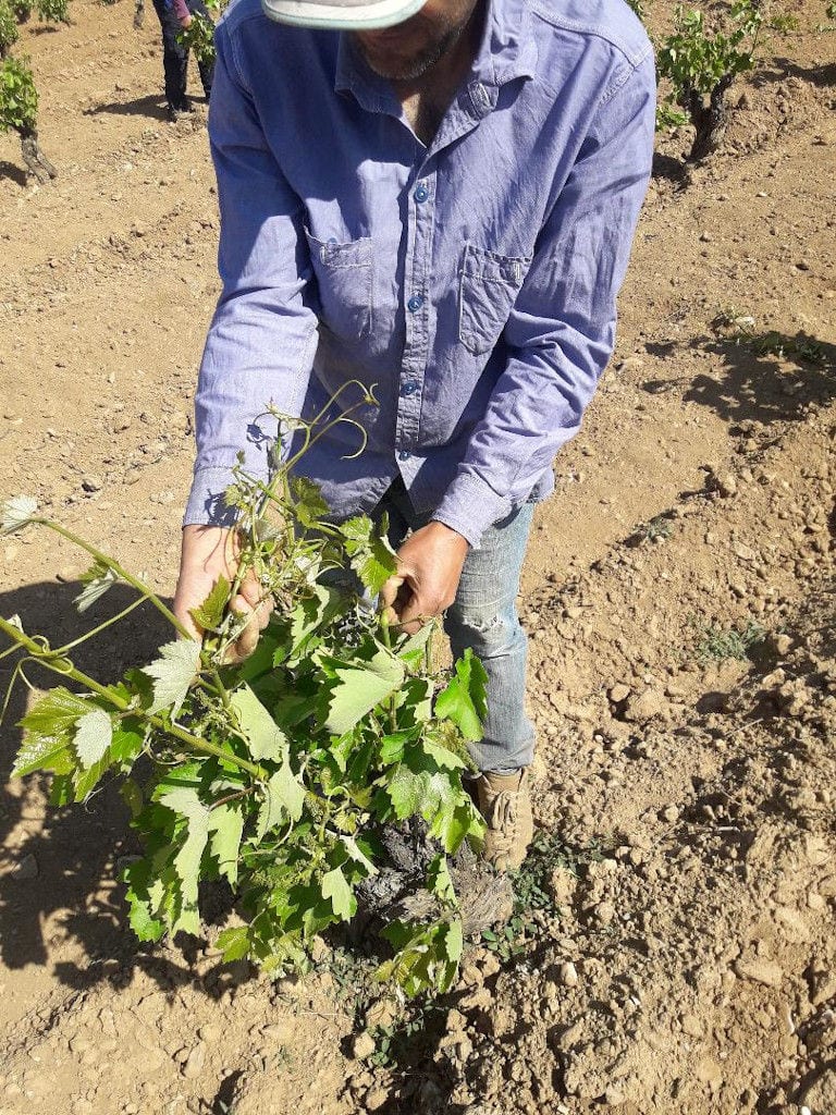 old man working at Liepouris Winery vineyards